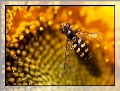Nektar, Pszczoła, Kwiat