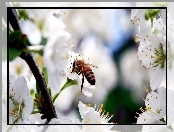 Wiśni, Pszczoła, Kwiaty