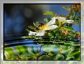Woda, Pszczoła, Kwiaty