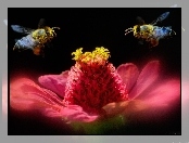 Pszczoły, Kwiatek