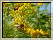 Pszczoły, Kwiaty