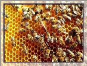 Miodu, Pszczoły, Plaster