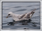 Ptak, Petrel, Fale, Dziób