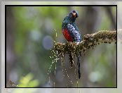 Trogon krasnodzioby, Gałązka, Ptak, Omszała