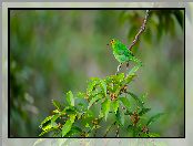 Liście, Samica, Zielony, Ptak, Seledynek, Gałązka