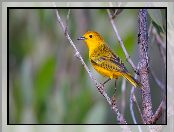 Żółty, Ptak, Gałązka, Lasówka złotawa