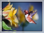 Ptak, Alstremeria, Koliber, Kwiaty