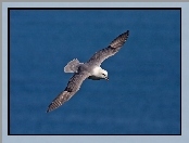 Ptak, Lot, Morze, Fulmar