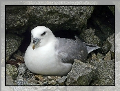 Skała, Ptak, Fulmar