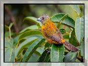 Liściaste, Samica, Gałązki, Ptak, Tanager szkarłatny