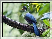 Ptak, Liście, Turaco, Gałąz
