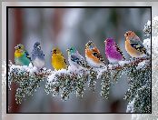 Kolorowe, Ptaki, Grafika AI, Gałąź