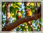 Żołny, Ptaki, Grafika AI, Konar