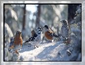 Kolorowe, Ptaki, Grafika AI, Zima