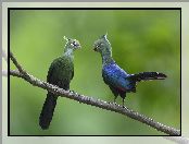 Para, Ptaki, Turaco