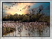 Drzewa, Jezioro, Saintes Maries de la Mer, Park, Francja, Parc Ornithologique du Pont de Gau, Flamingi, Ptaki
