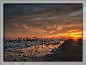 Ptaki, Wybrzeże, Słońca, Zachód, Plaża, Molo