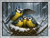 Pisklęta, Sikorka, Zima, Ptaki, Modraszka zwyczajna, Gniazdo