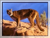Puma, skała
