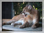 Zoo, Puma