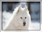 Samojed, Pies, Biały, Puszysty