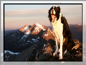 Pysk, Góry, Radość, Border collie, Pies