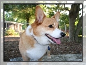 pysk, Welsh corgi pembroke