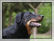 Pysk, Owczarka francuskiego Beaucerona