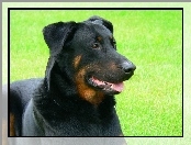 Owczarka francuskiego Beaucerona, Pysk