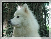 pysk, Samojed