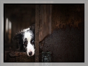 Pyszczek, Szopa, Border collie