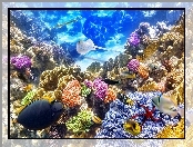 Rafa Koralowa, Ocean, Ryby