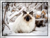 Niebieskooki, Ragdoll, Śnieg, Zima, Kot