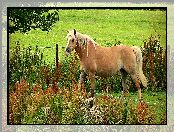 Rasa, Rośliny, Koń, Haflinger