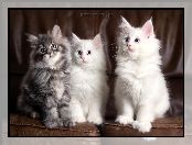 Rasowe, Maine coon, Trzy, Kotki