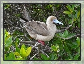 Red Stąpający Booby, Liście, Ptak, Gałązki