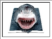 Rekina, 4D, Paszcza, Zęby