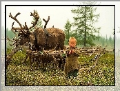 Renifery, Łąka, Chłopiec, Las