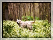 Golden Retriever, Łąka