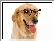 Retriever, Język, Golden, Okulary