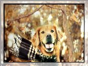 Retriever, Jesień, Kratę, W, Golden, Szalik