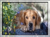 Golden Retriever, Kwiatki