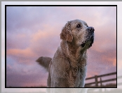 Golden Retriever, Niebo