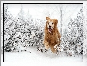 Śnieg, Golden Retriever, Bieg