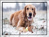 Śnieg, Golden retriever, Zima