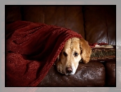 Retriever, Odpoczynek, Golden, Kanapa