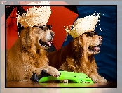 Golden retriever, Dwa, Okulary, Kapelusze, Psy, Parasol