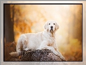 Golden retriever, Pień