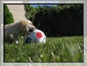 Golden Retriever, Piłka