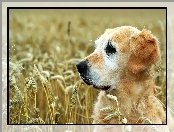 Golden Retriever, Pszenica